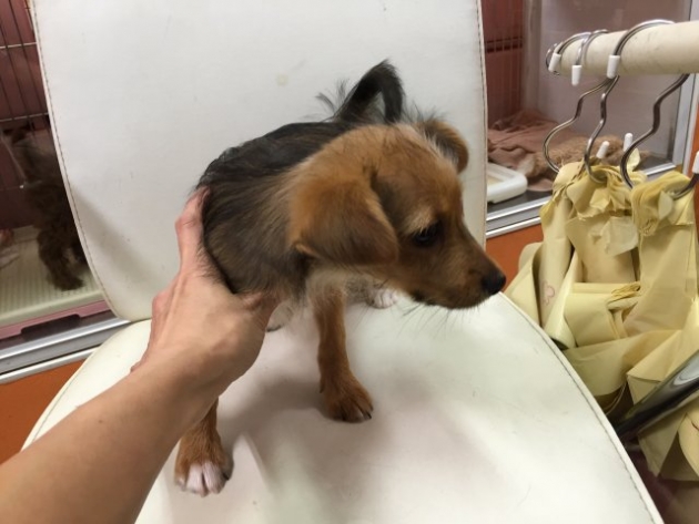 ミックス（パピ＆ヨーキー）