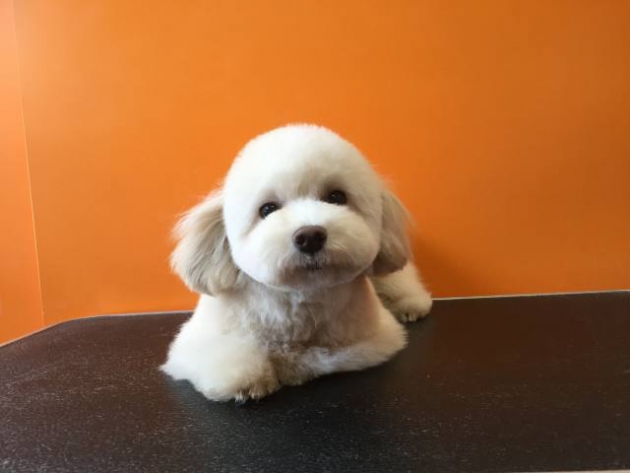 ミックス（マルプー）