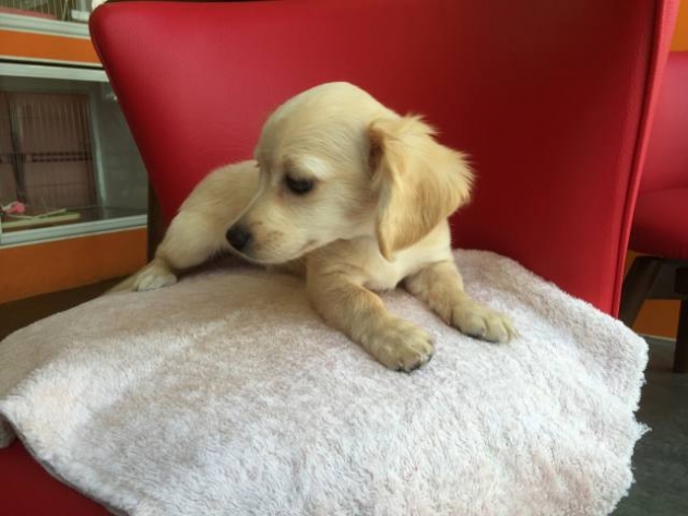 ミックス（チワックス）