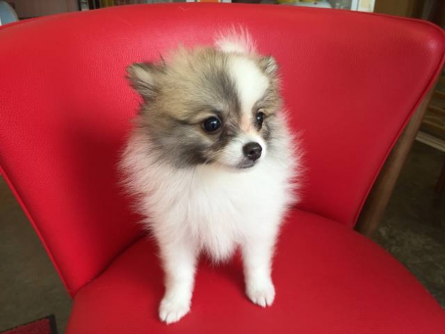 ポメラニアン