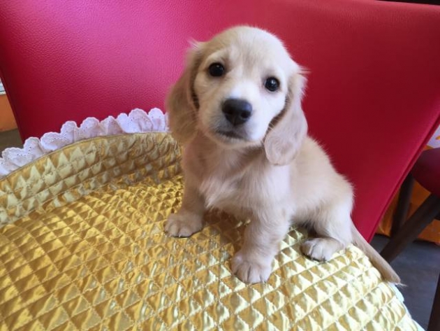 ミニチュア・ダックスフンド