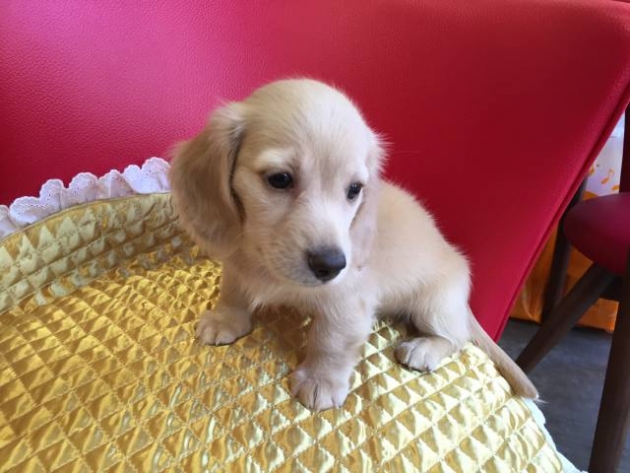 ミニチュア・ダックスフンド