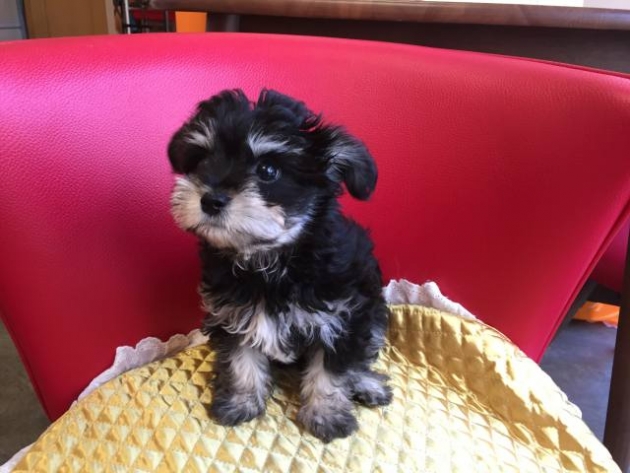 ミックス（チワプー）