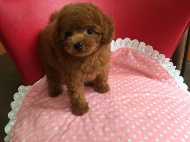 トイ・プードル（小タイニー）