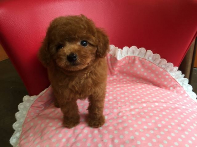 トイ・プードル（小タイニー）
