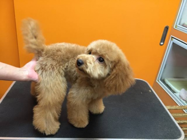 トイ・プードル