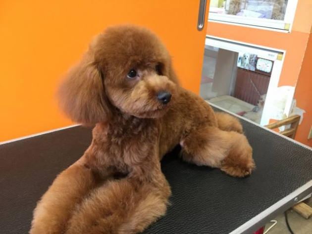 トイ・プードル