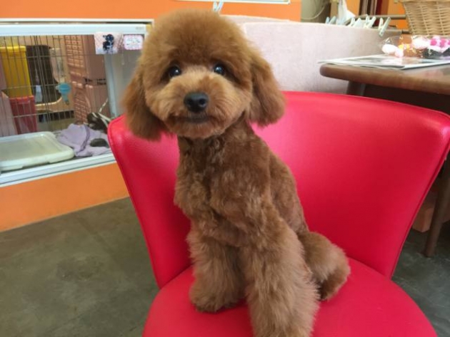 トイ・プードル