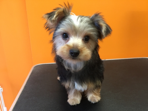 ヨークシャーテリア