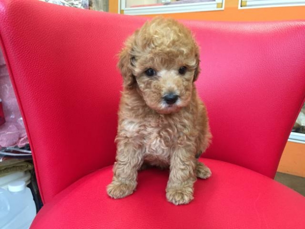 トイ・プードル