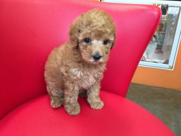 トイ・プードル