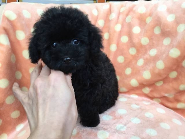 トイ・プードル（小タイニー）