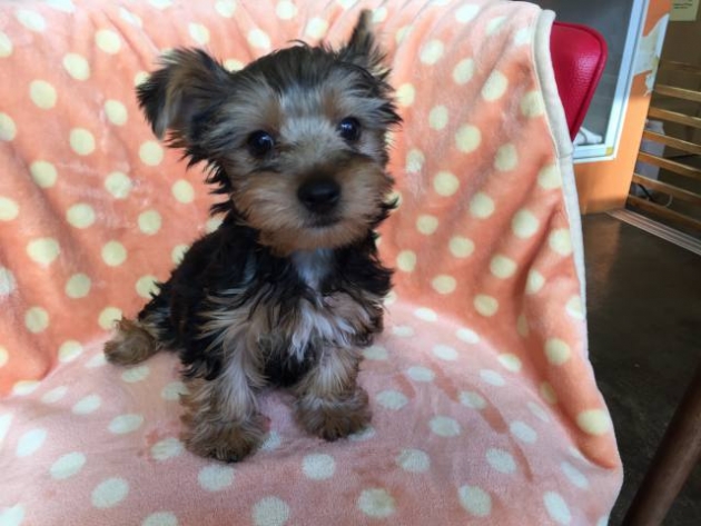 ヨークシャーテリア