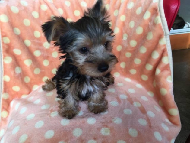 ヨークシャーテリア