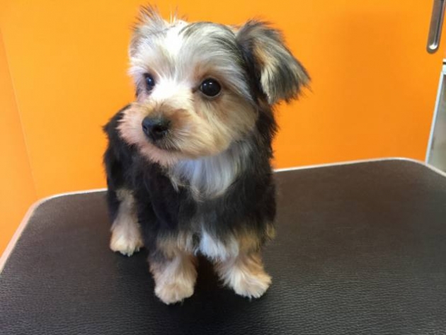 ヨークシャーテリア