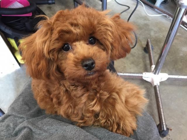 トイ・プードル（ティーカップ）