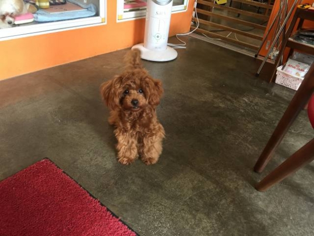 トイ・プードル（ティーカップ）