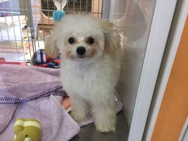 プードルミックス