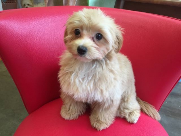 ミックス（マルプー）