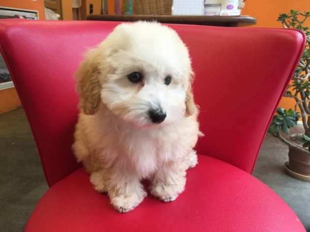 トイ・プードル