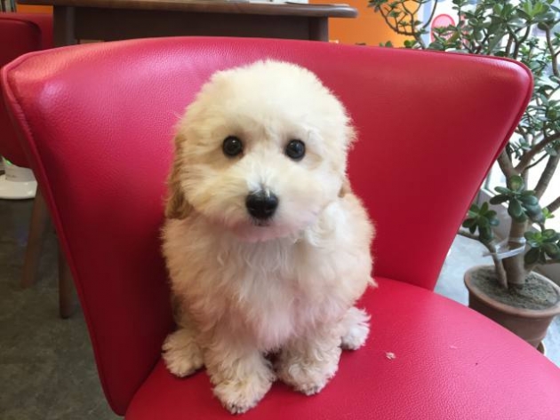 トイ・プードル