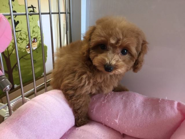 ティーカップ・プードル