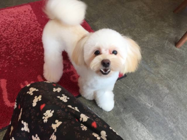 プードルミックス