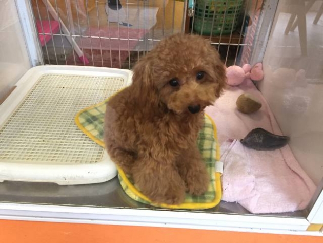 ティーカップ・プードル（動画有り）