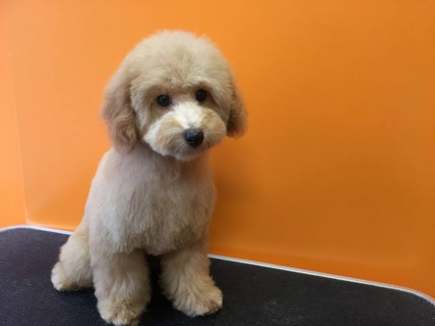 トイ・プードル（タイニー）