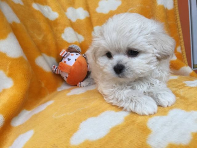 ミックス（ペキプー）