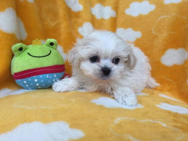 ミックス（ペキプー）