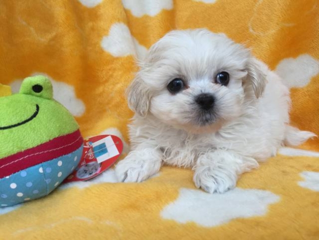 ミックス（ペキプー）