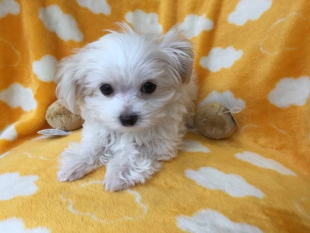 ミックス（マルチ）