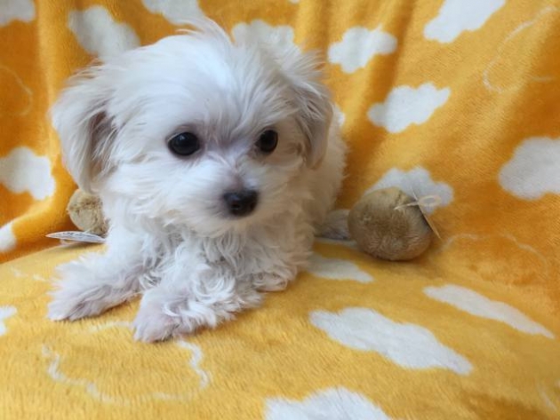 ミックス（マルチ）