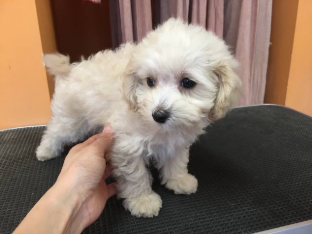ミックス（マルプー）