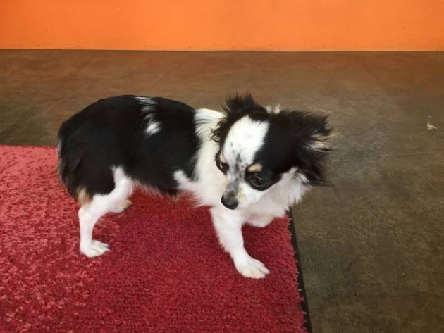 ロングコート　チワワ