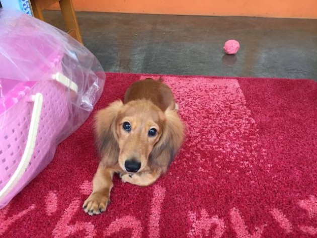 ミニチュア・ダックスフンド（動画有り）