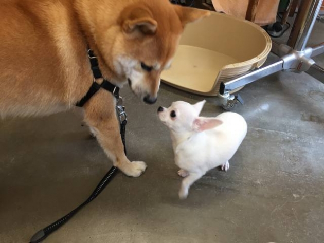 スムースコート　チワワ（動画有り）