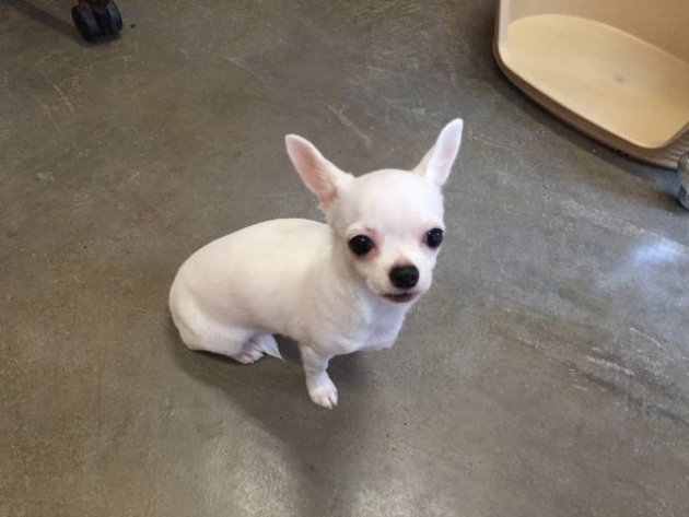 スムースコート　チワワ（動画有り）