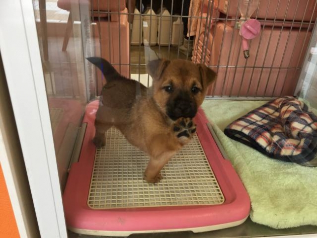 柴犬ミックス（動画有り）