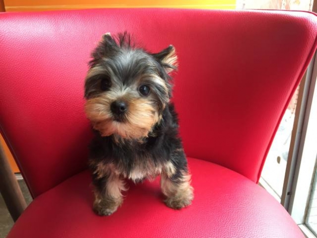 ヨークシャーテリア