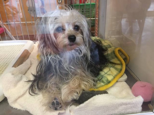 ミックス（ヨープー）