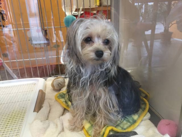 ミックス（ヨープー）