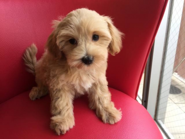 ミックス（マルプー）