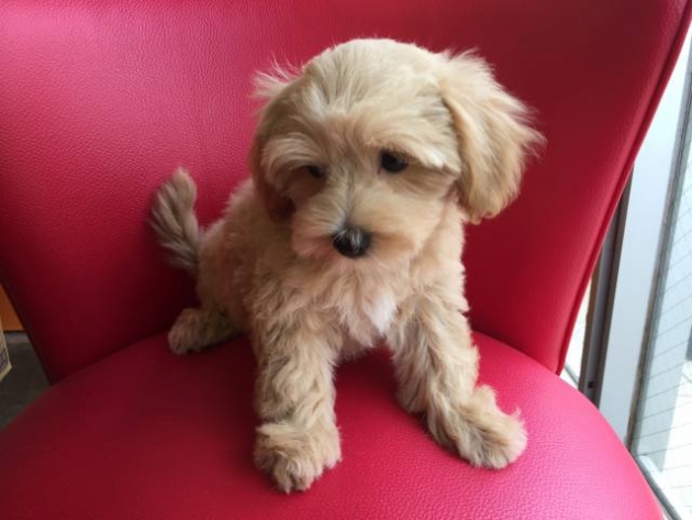 ミックス（マルプー）