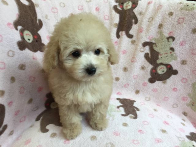 ティーカップ・プードル