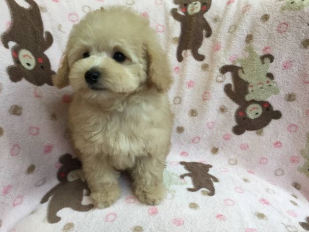 ティーカップ・プードル
