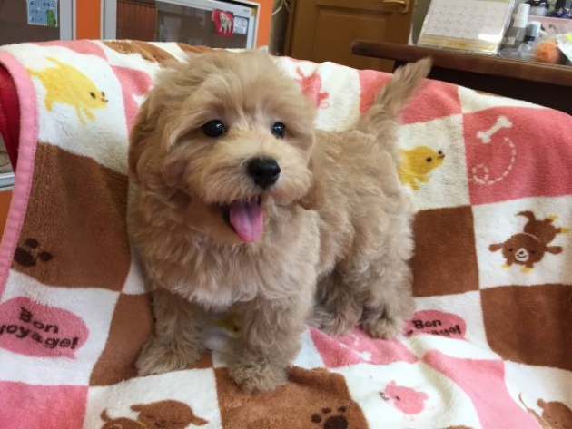 ミックス（マルプー）
