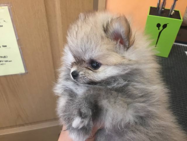 ポメラニアン