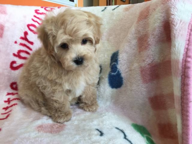 ミックス（マルプー）